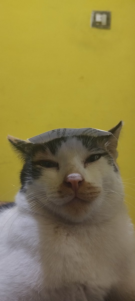 Paw Enforcer tweet media