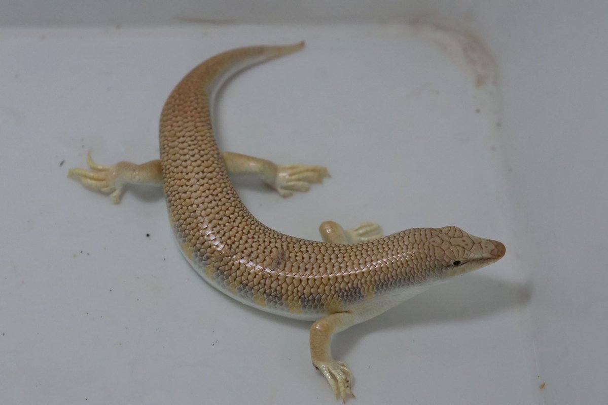 爬虫類倶楽部 大宮店 tweet media