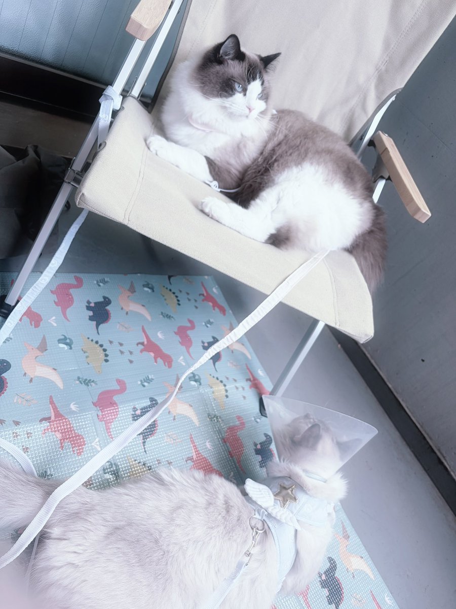 amu@10㌔太りし悲しき𝑴𝒐𝒏𝒔𝒕𝒆𝒓 tweet media