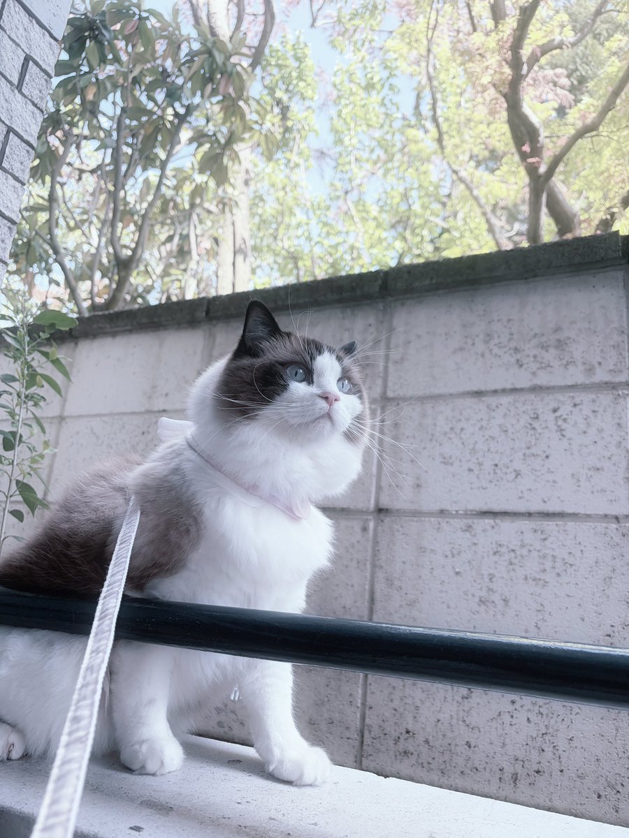 amu@10㌔太りし悲しき𝑴𝒐𝒏𝒔𝒕𝒆𝒓 tweet media