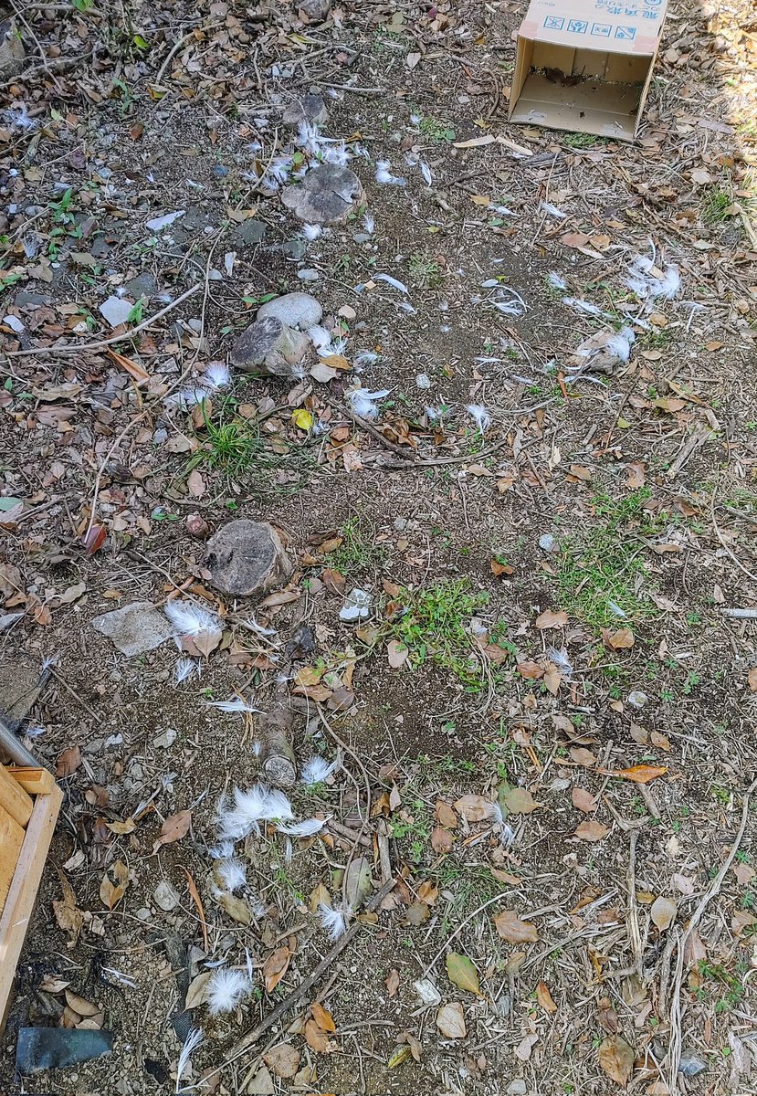 霧雨魔法店（民泊）🍄Kirisame Magic Shop🍄 tweet media