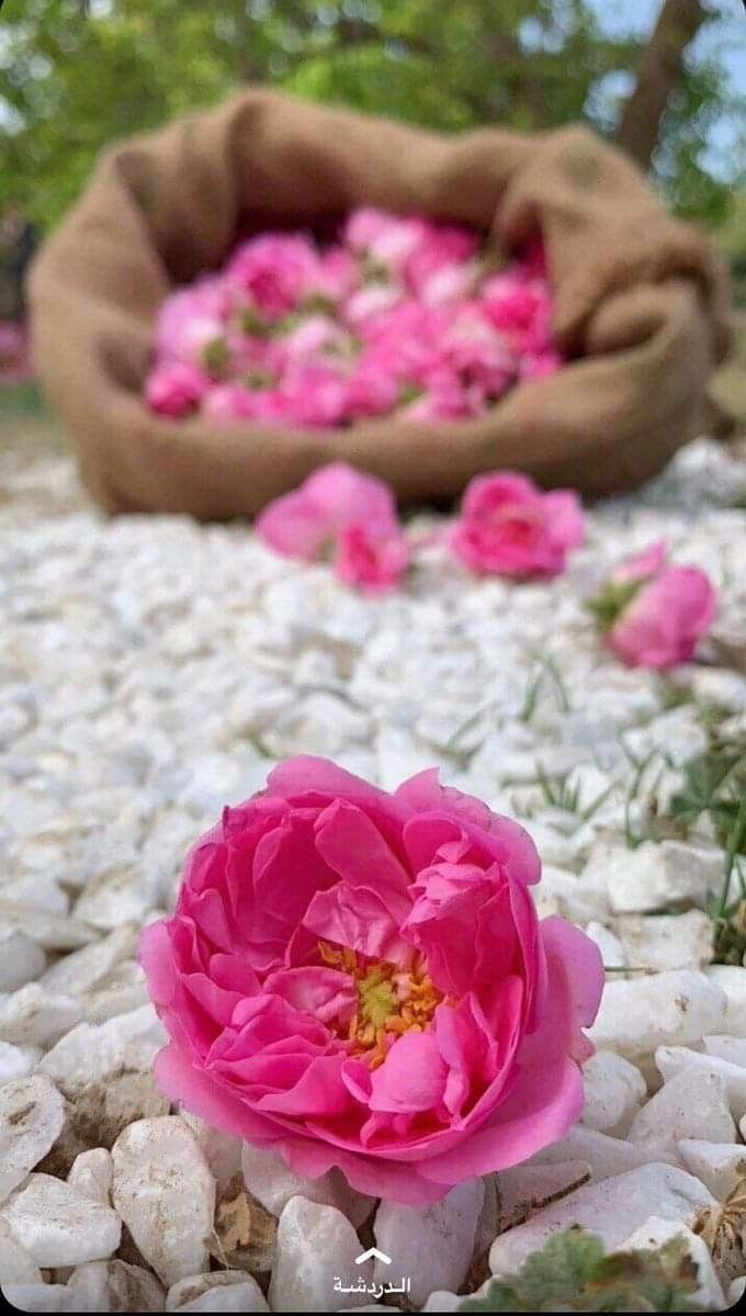 الفاضلة بدور✶🇰🇼 tweet media