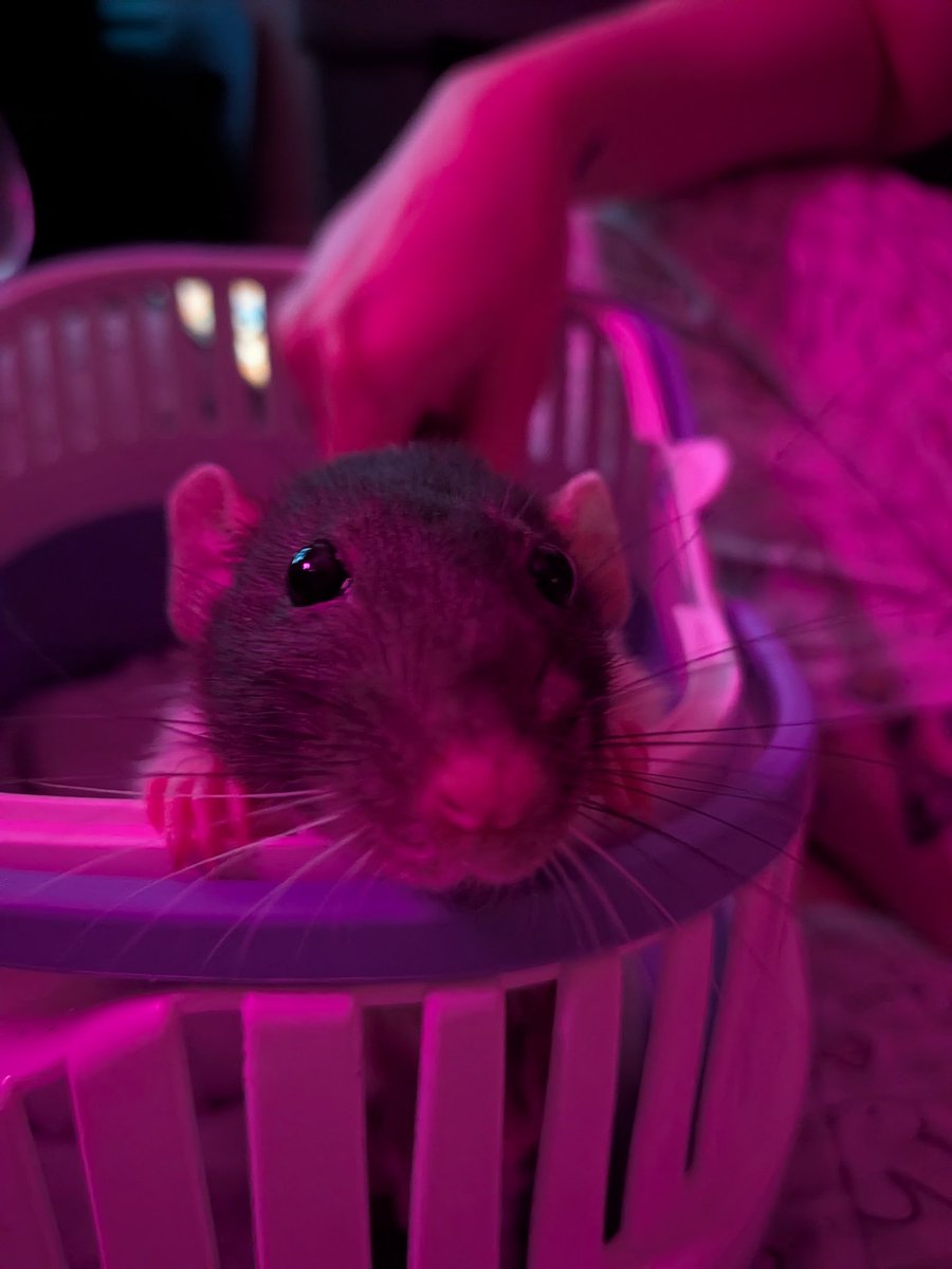 Degalla_'s tweet photo. Had to turn our oldest heart rat into a burrito to stop her from eating away at her stitches after two large mammary tumours were removed from Athena, looking after her is what I imagine looking after a newborn feels like right now 😭 https://t.co/AI6tDfZXbG