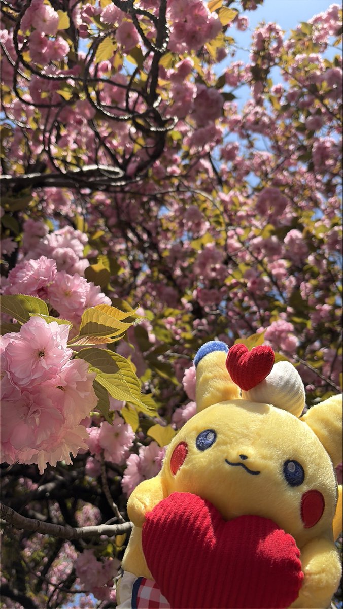 花見した🌸