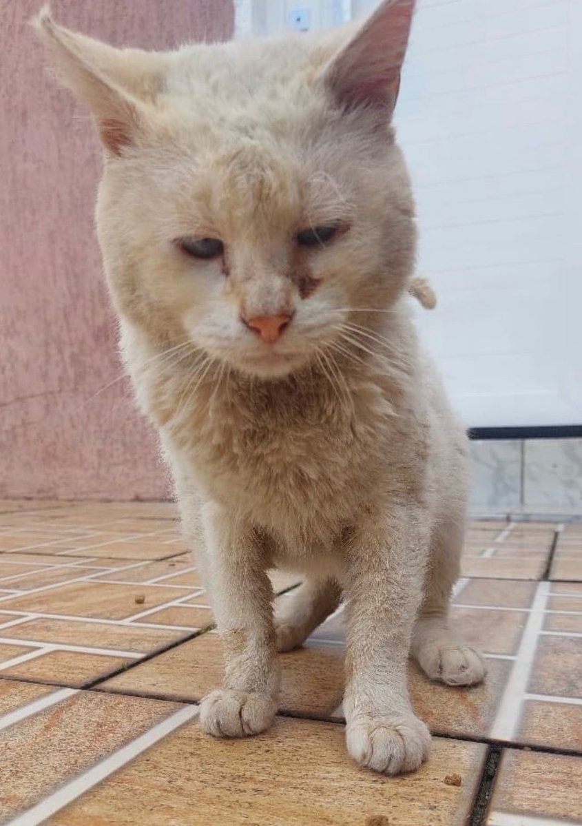 Projeto Mia Casa 🐱 tweet media