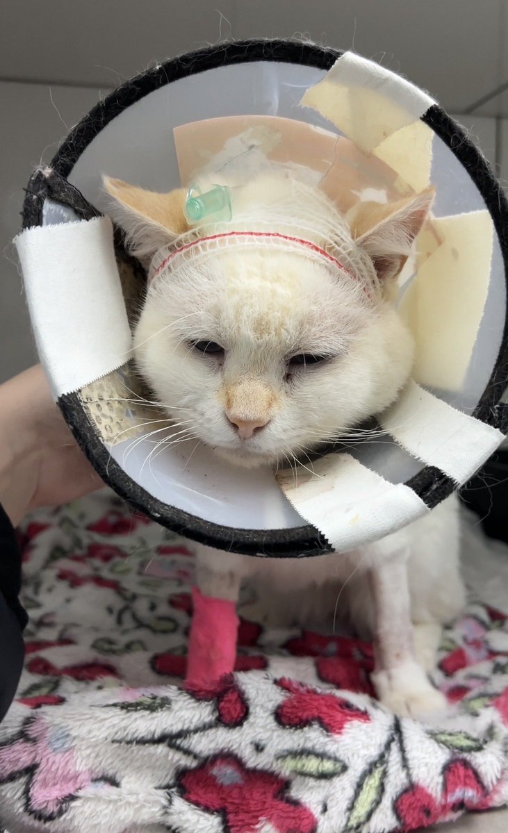 Projeto Mia Casa 🐱 tweet media