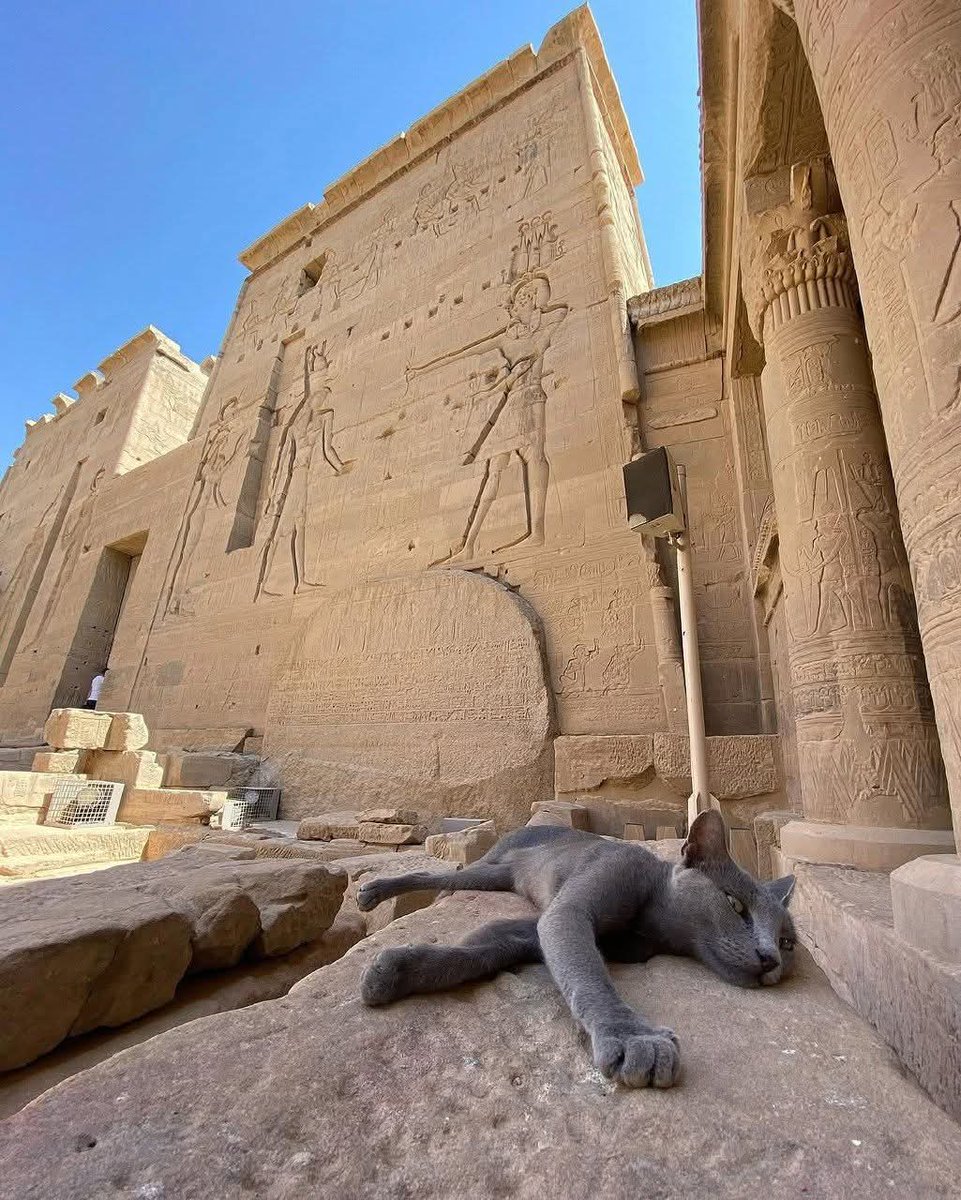 Animalitos en aprietos. tweet media