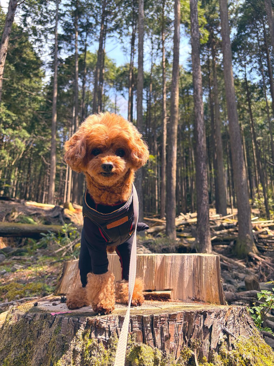 MARO君の太陽 tweet media