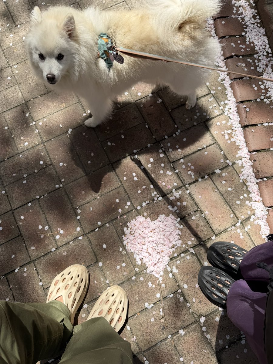 버내노(존슨즈전도사) tweet media