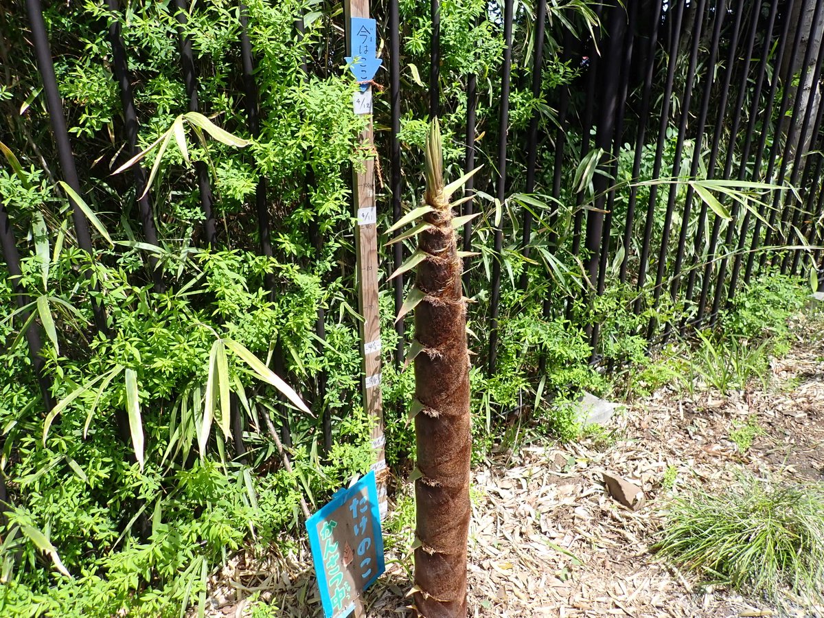 星と森と絵本の家【三鷹市公式】 tweet media