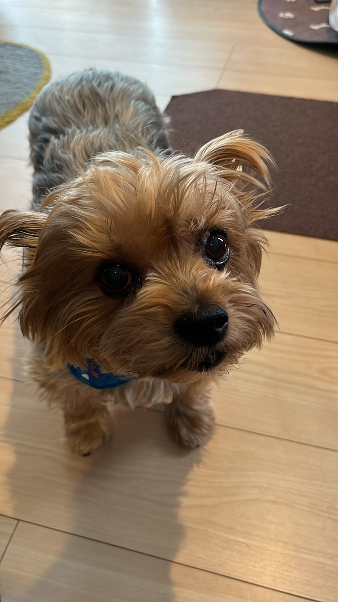 ぶかばじと tweet media