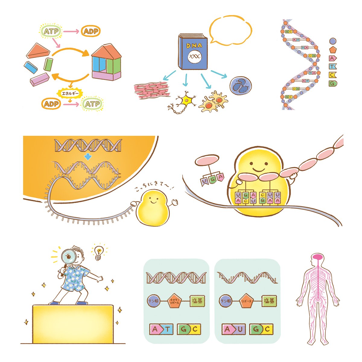 mofpof_mami's tweet photo. ｜Works｜クリニカルスタディ2026年4月号（メヂカルフレンド社）の「特集１」コーナーのイラストを担当しました。細胞のしくみから始める「はじめての解剖生理」というテーマです。 #イラスト #illustration #細胞 #看護 #クリニカルスタディ https://t.co/7vumhyybSy
