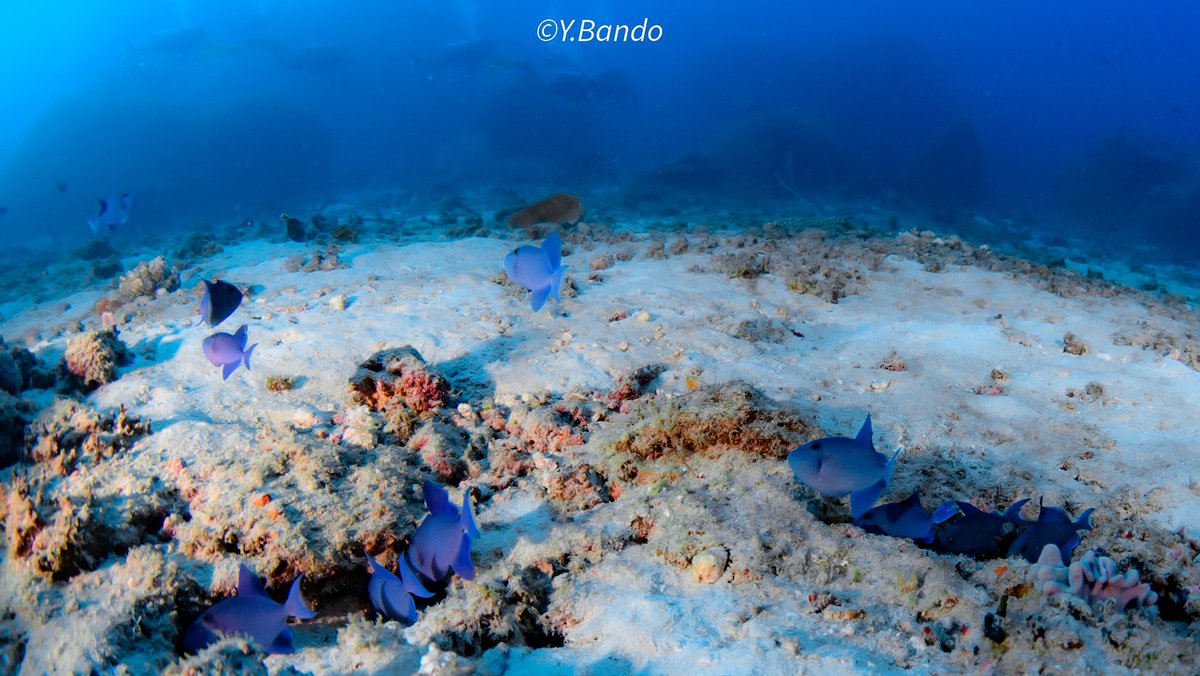 ban-chan tweet media