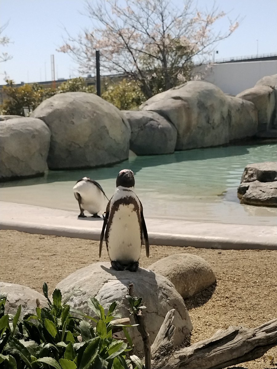 来世はペンギンがいい人 tweet media