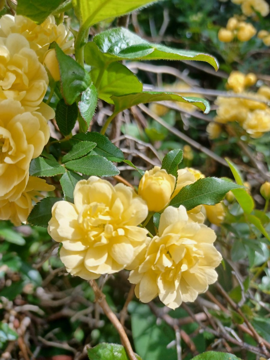 こは~る(🐯で通販中)🔔🌹 tweet media