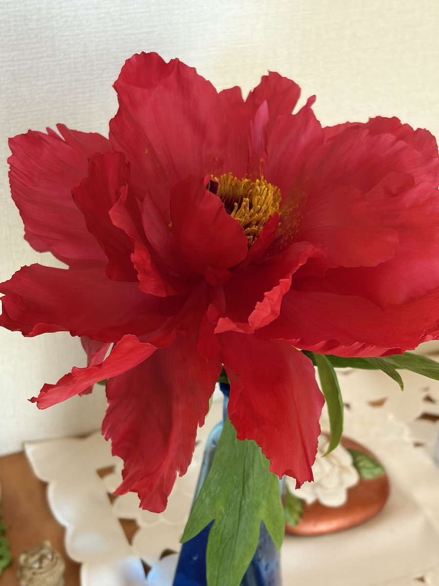 絵に描いたよう笑笑

ご近所の奥様からいただいた「牡丹」

桜花の可憐さはもちろん、
こんなに大柄で派手、押し出しの強い花もいけちゃう日本人。