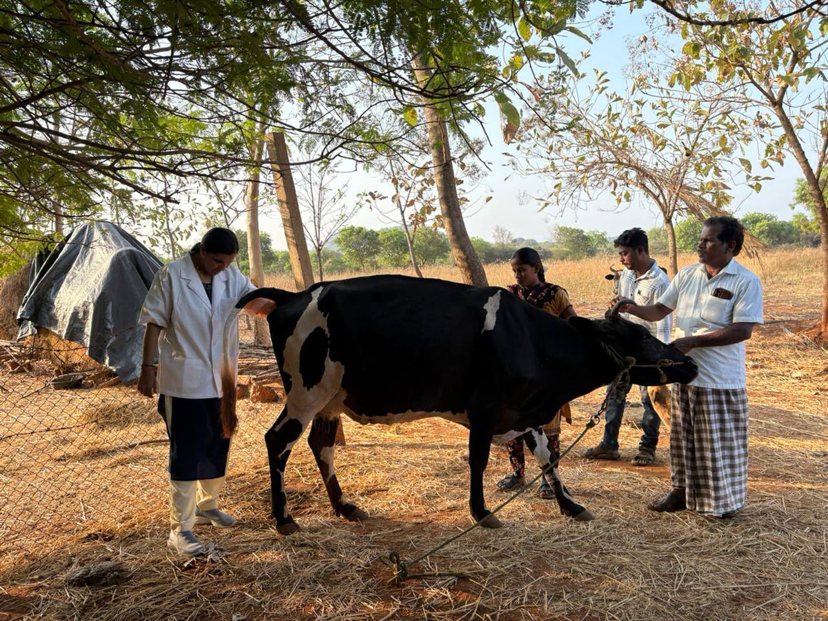 UzhavanFDN's tweet photo. ஆம்பினால் தொழிற்சாலை பங்களிப்புடன், குமரகுரு வேளாண் கல்லூரியின் தொழில் நுட்ப உதவியுடன், உழவன் ஃபவுண்டேஷன் சார்பில் இன்று (12.04.2026) மணப்பாறை பகுதியில் உள்ள வெள்ளாளப்பட்டி கிராமத்தில்  விவசாயிகளுக்காக “இல்லம் தேடி கால்நடை மருத்துவ முகாம்”நடைபெற்று வருகிறது.
#UzhavanFoundation https://t.co/XrhgsLjEE5