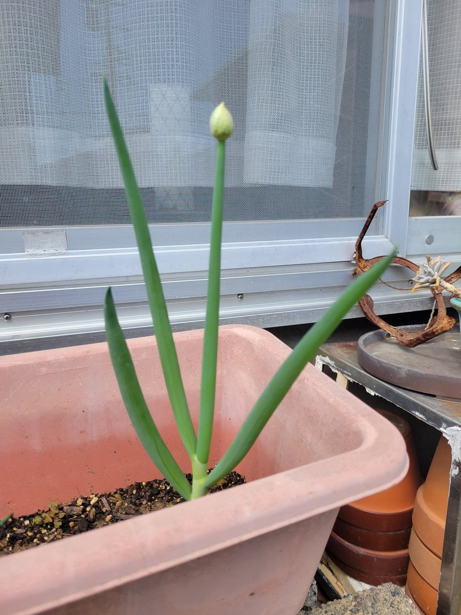 しづき tweet media