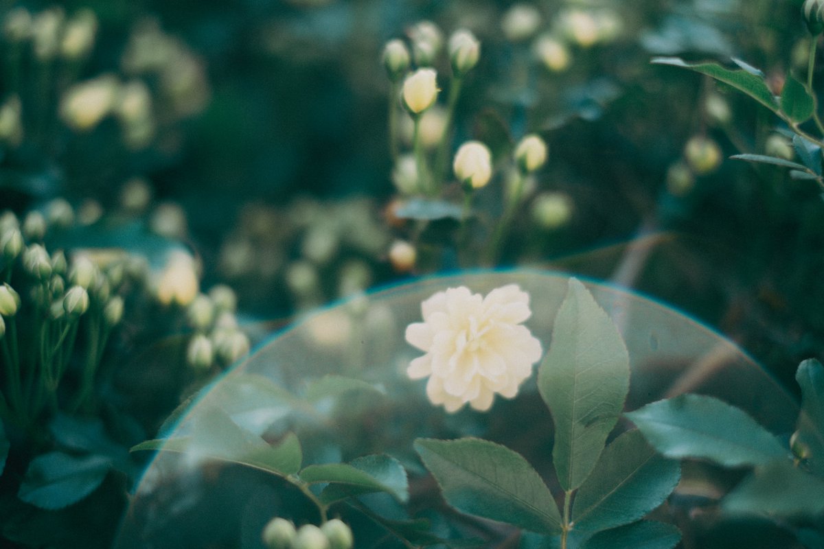 kyubinoneko's tweet image. #photography #JapanVibes 春の日常