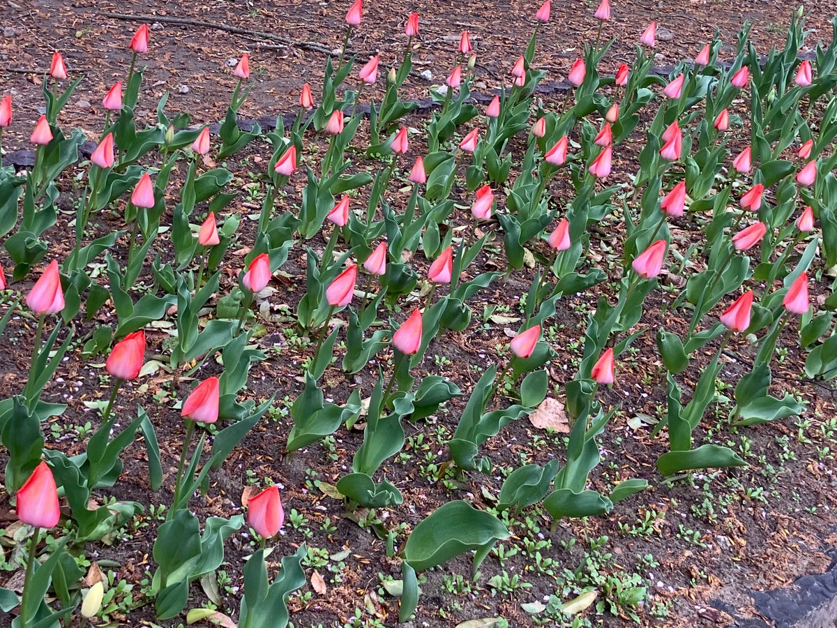失せ物探しの結晶を内包していそうなチューリップの蕾の群れ