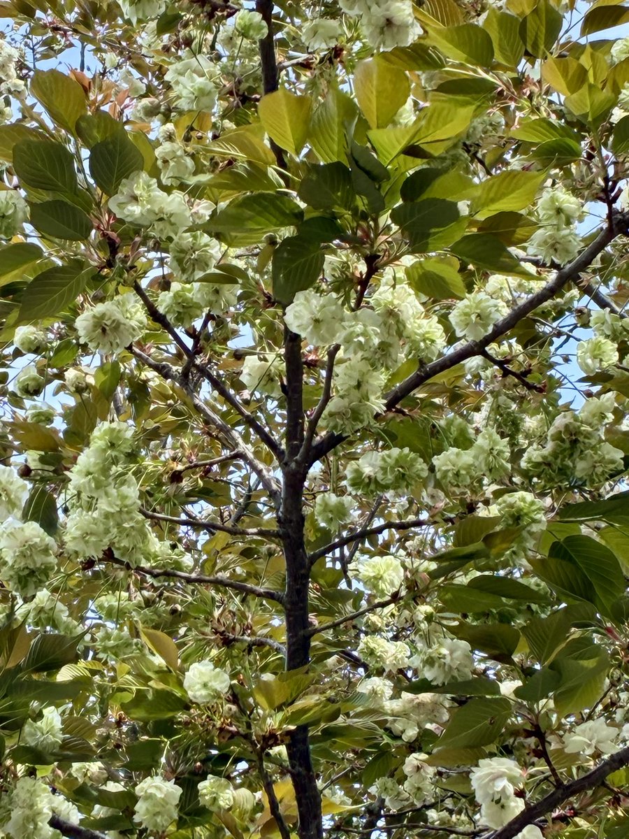 しろくま tweet media