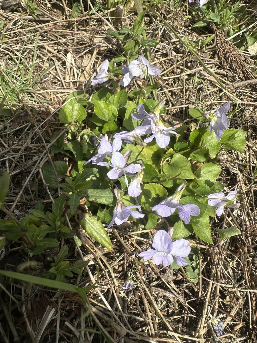 Masa KH8B M0ITU JH3PRR tweet media