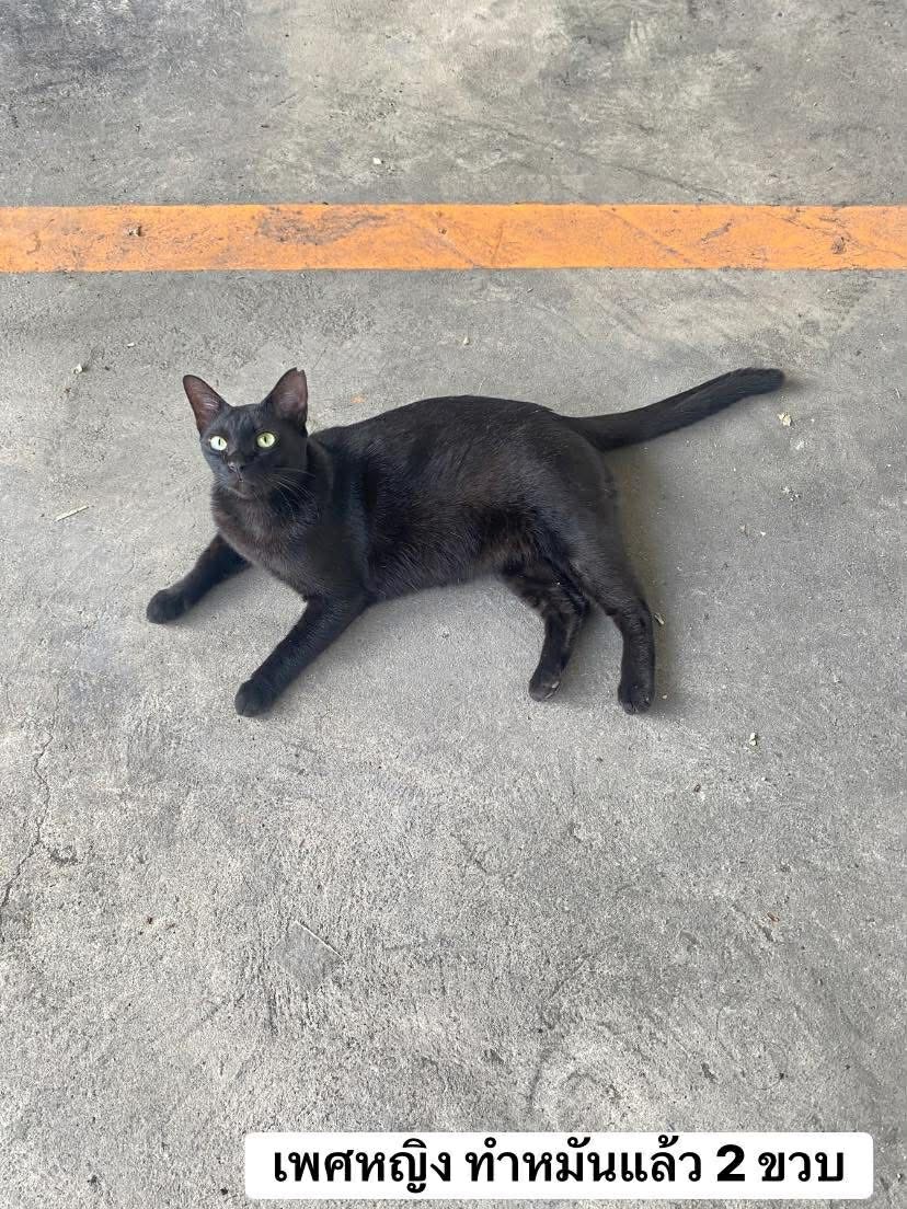 Catster & Co บ้านพักพิงแมวจร tweet media