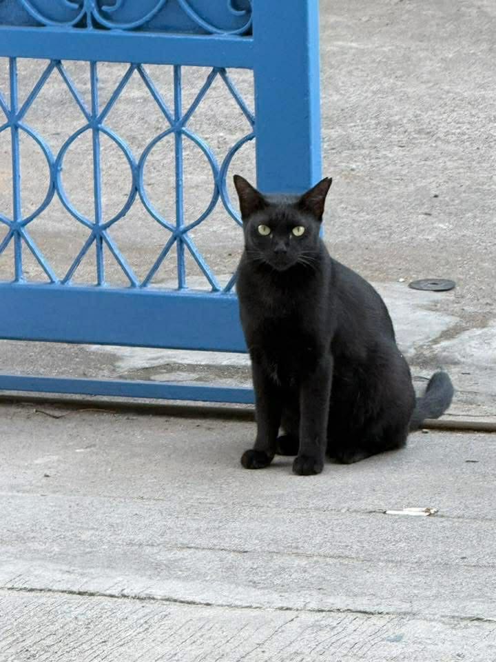 Catster & Co บ้านพักพิงแมวจร tweet media