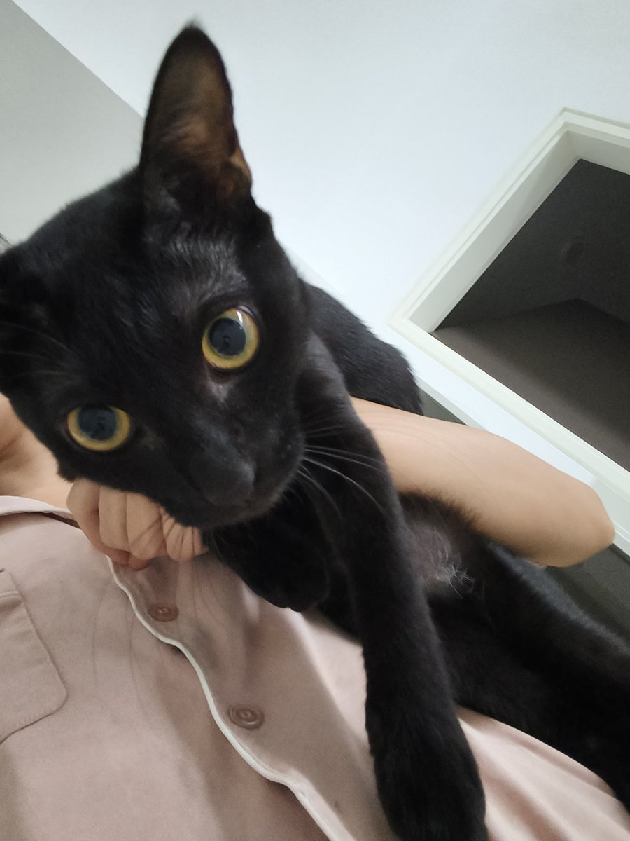 Ivy有🐱啦~ tweet media