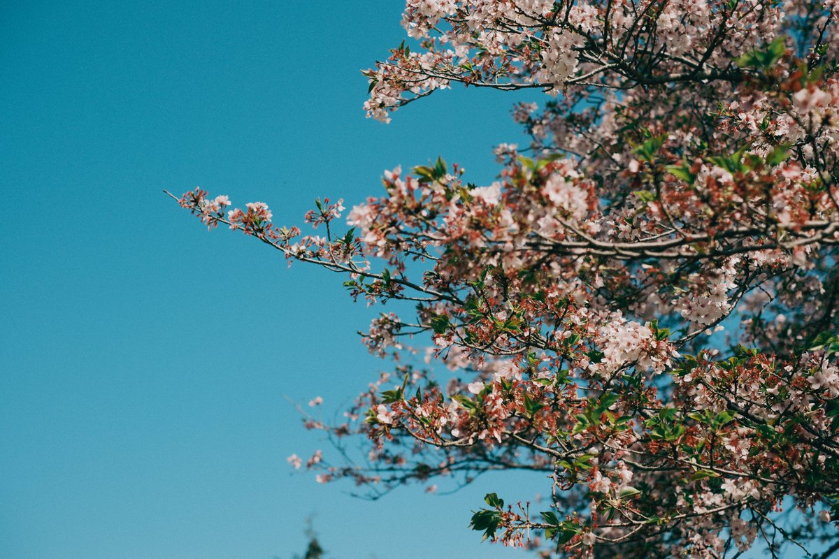 kyubinoneko's tweet image. #photography #JapanVibes 晴れた日