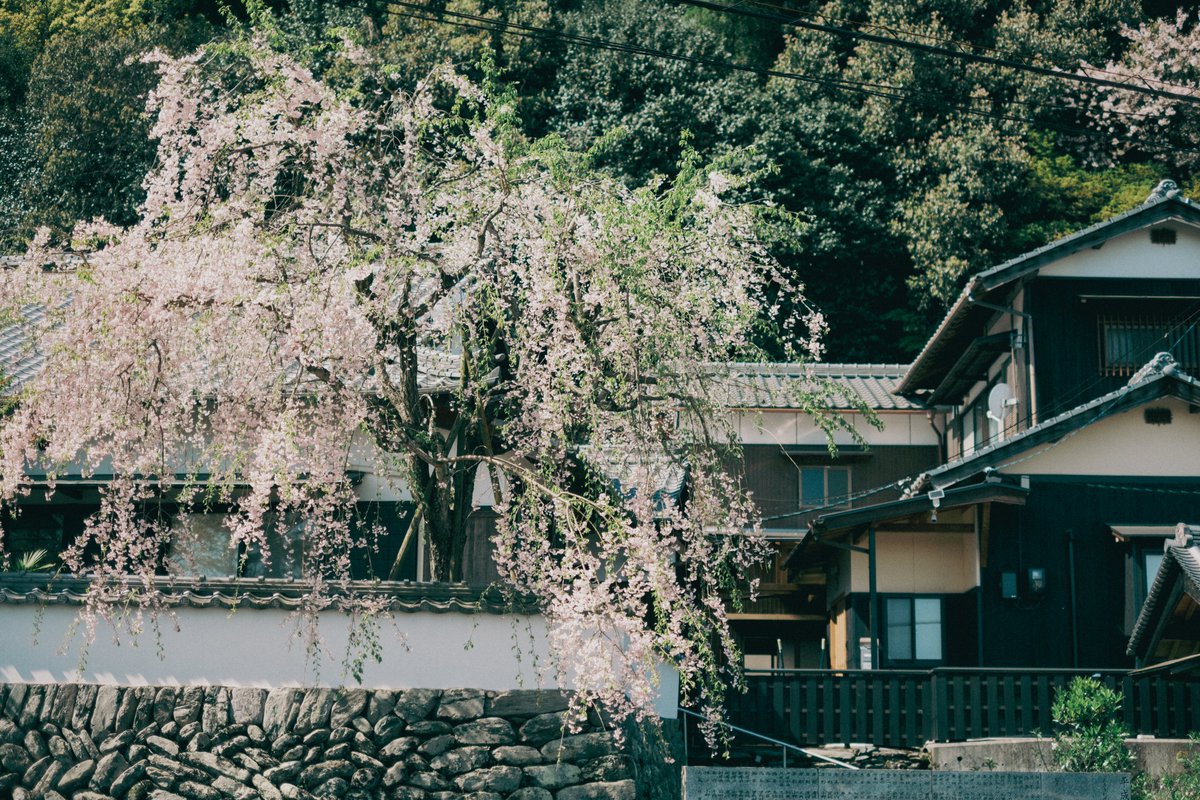 kyubinoneko's tweet image. #photography #JapanVibes 晴れた日