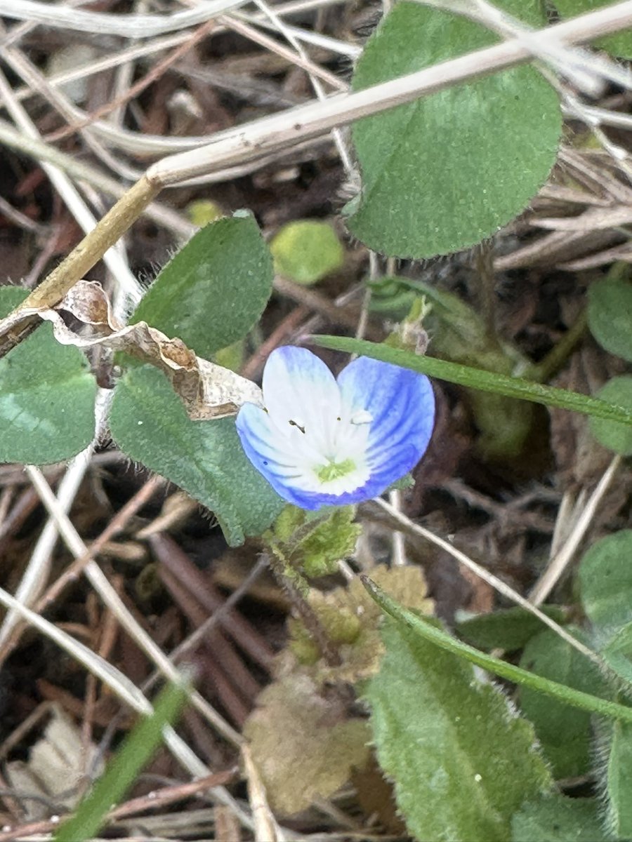 Masa KH8B M0ITU JH3PRR tweet media