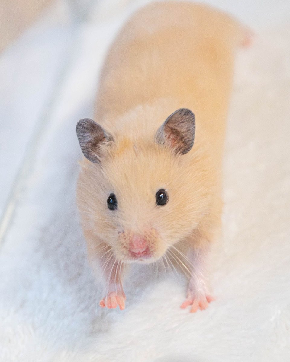 おてだま tweet media