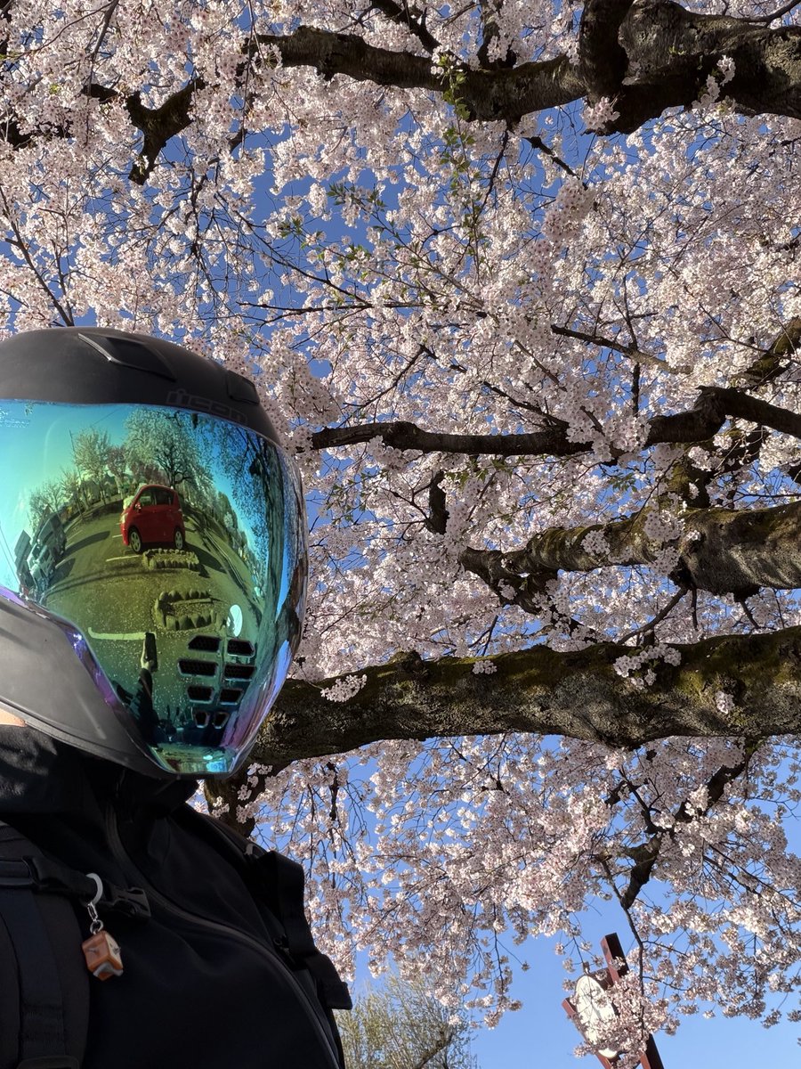 ParmF91's tweet photo. さくら🌸満開ですYO✨✨早朝(6時)に行くと、混んでないから満喫できるぜ‼️＃レブル250 ＃バイク ＃桜 ＃沼田城跡　＃沼田公園　＃真田信之 ＃小松姫 https://t.co/YWMdELZL4l