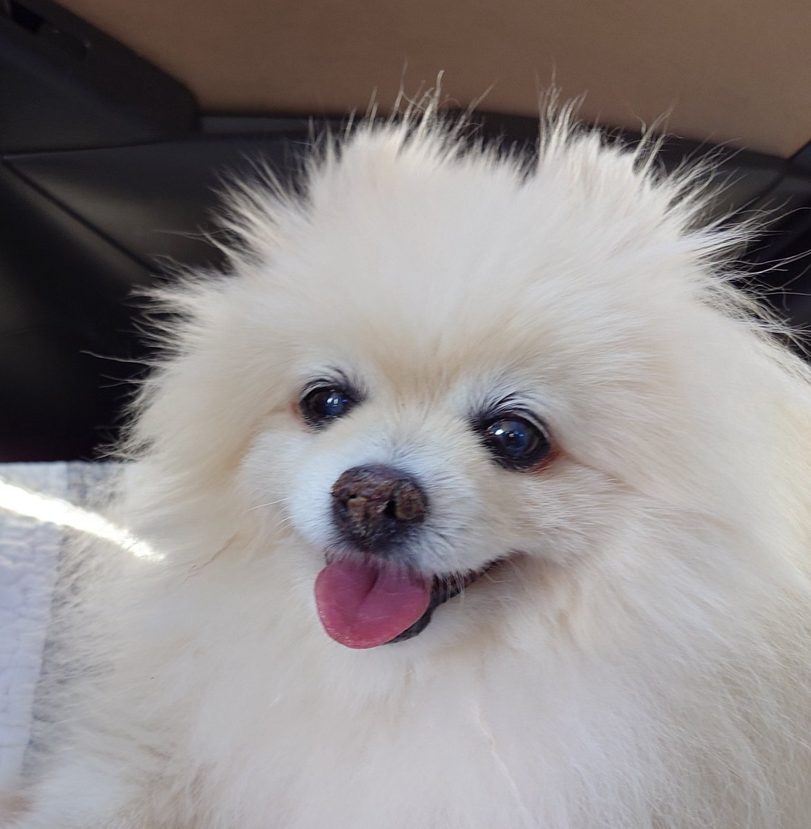 mablian's tweet photo. 先日久しぶりにはな🐶と伊豆高原へ小旅行に行ってきました🚙お出かけの雰囲気が楽しかったらしく、車中でもご機嫌で笑顔が満開のはな🐕️16歳5ヶ月でした✨
Day1の様子
#ポメラニアン
#シニア犬
#秘密結社老犬倶楽部 https://t.co/uGjv2zXZGi