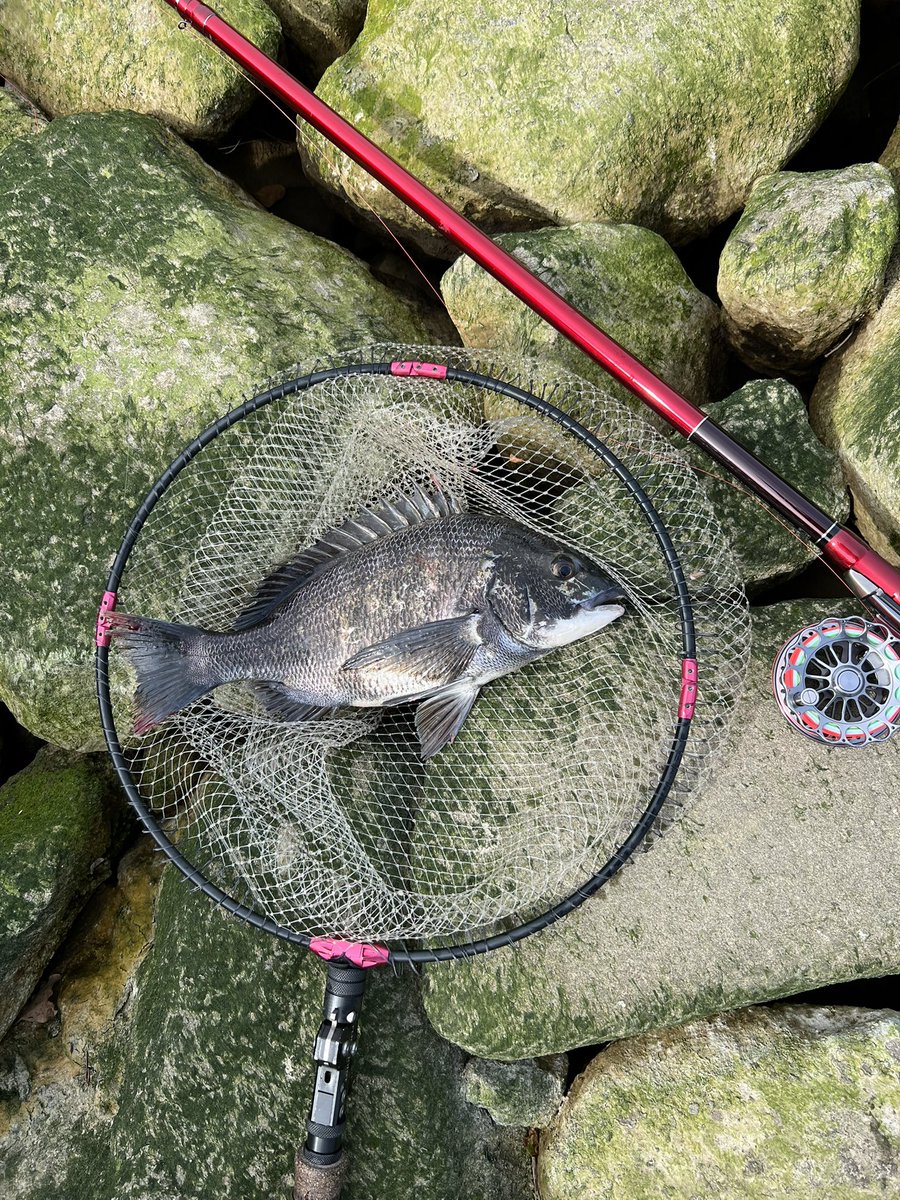 日カモ tweet media