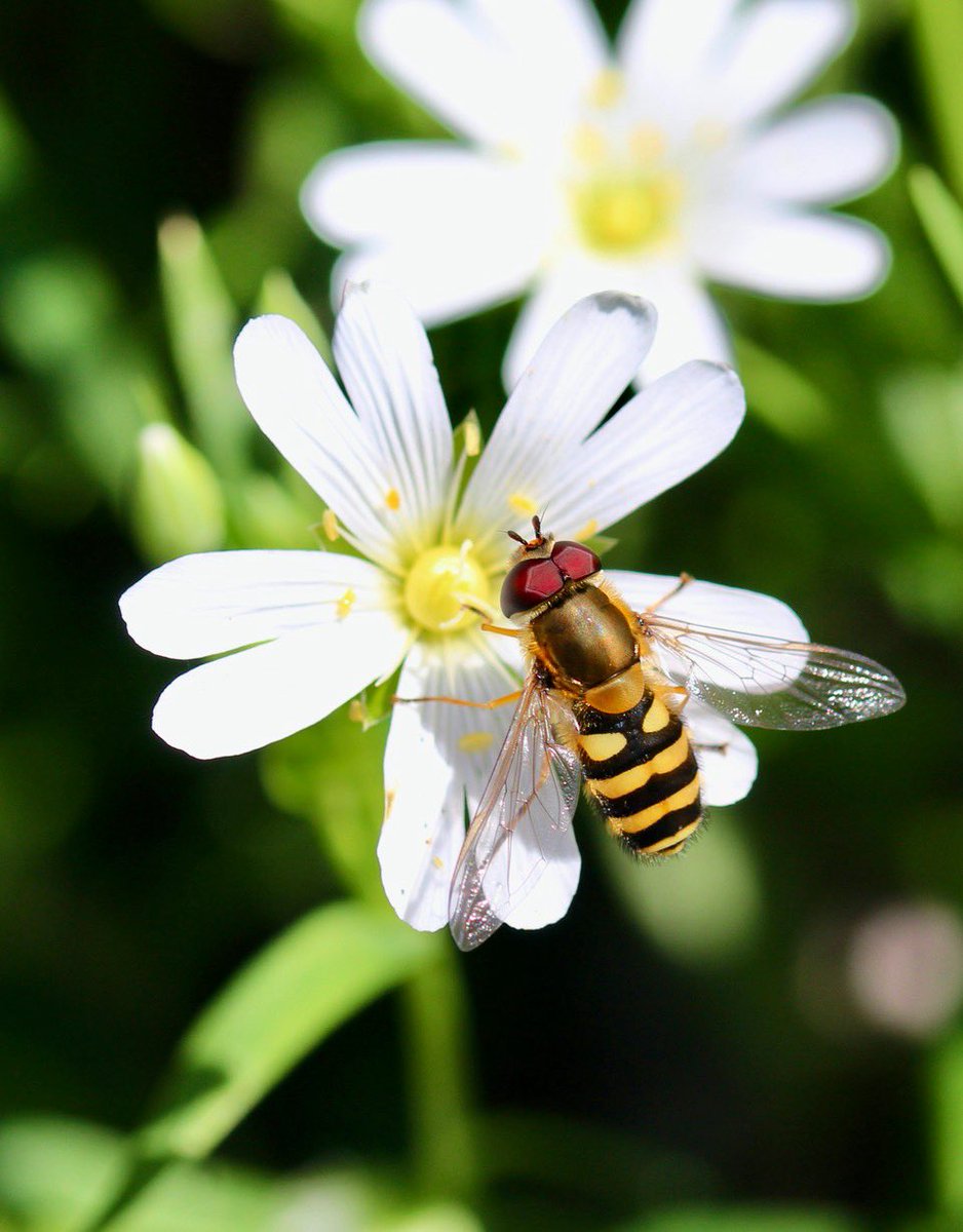 ChroniqueJardin's tweet image. Au pied d’une haie. Syrphe du groseillier sur une corolle de Stellaire holostée aux pétales bifides d’un blanc éclatant. #Syrphe #FleurSauvage #Haie #Jardin #MaraisPoitevin