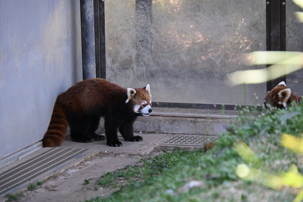 #長野市茶𦥑山動物園 #レッサーパンダ #ムギ #麦 #ミルク ムギくん威嚇🔱😾🔱の後 お互いに見つめ合う2頭🤎💫🤍 からの〜⋯ 📸26.4.11