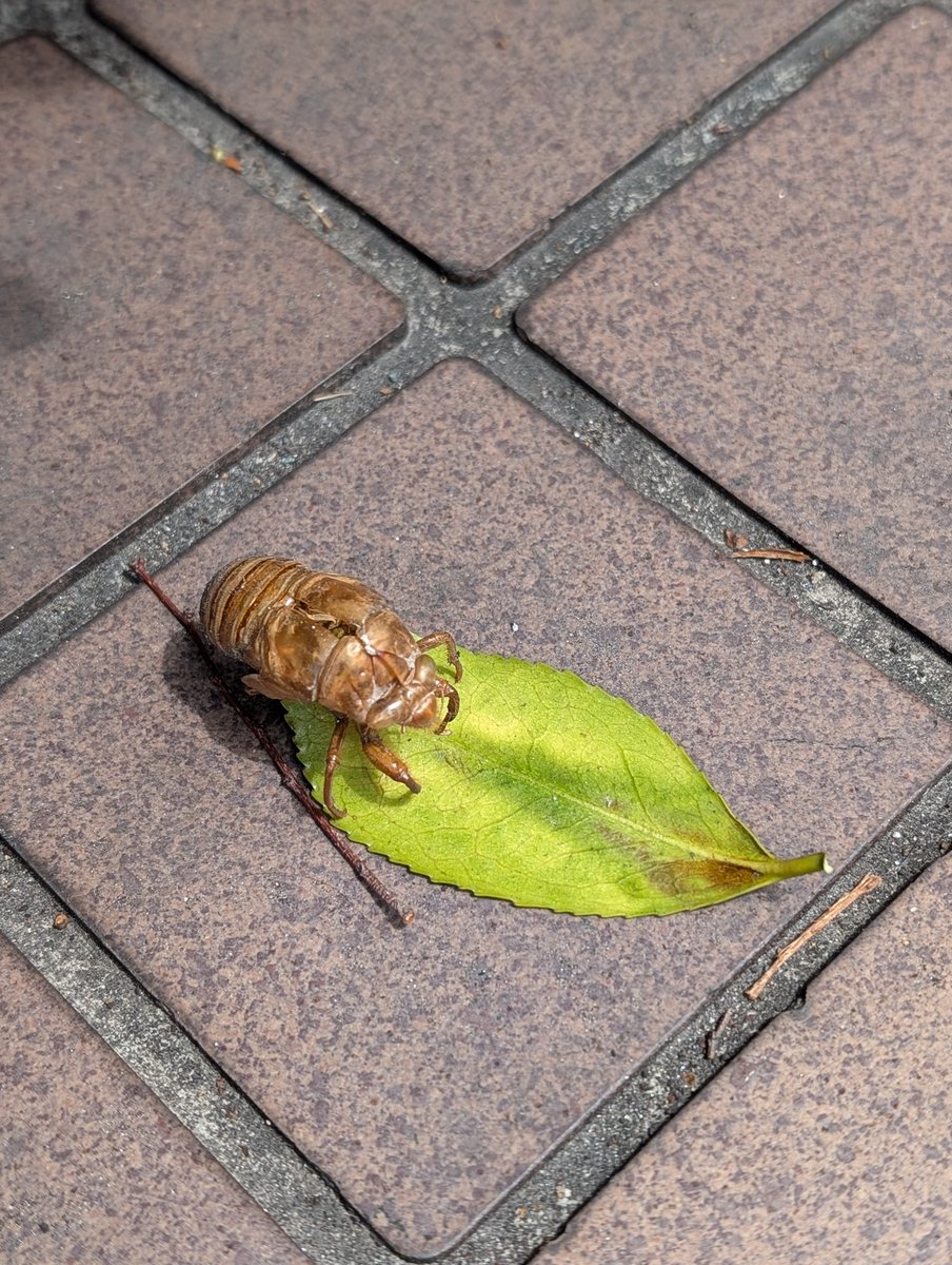 マサイ文作室 「別冊 読婦の友」『ここは自信をとり戻す学校』好評発売中！ tweet media