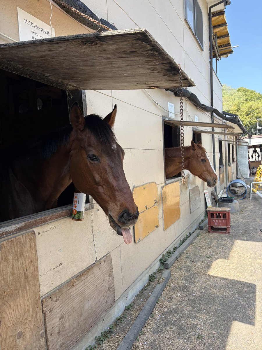 RCMalvern's tweet photo. 今日もあったかいね🌸

ひなたぼっこのサイアンとマロン🐴 https://t.co/keogsgh9Lp