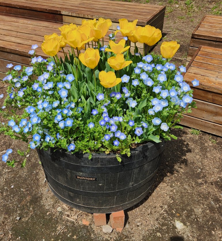 なみ🌹薔薇に夢中🌹 tweet media