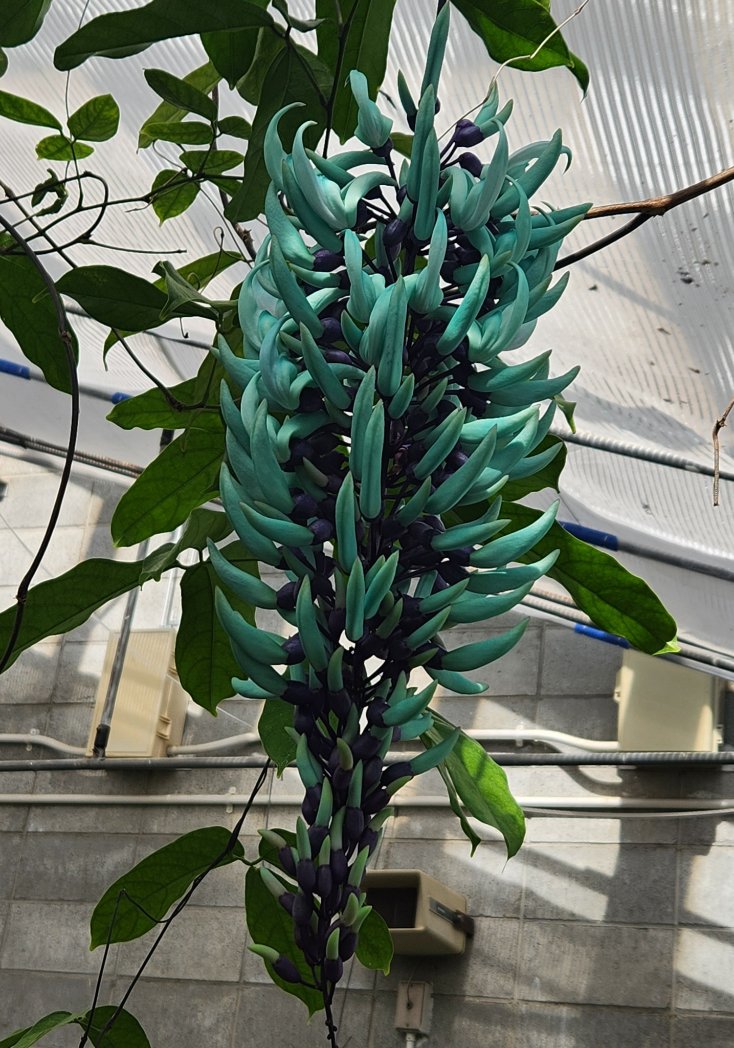 なみ🌹薔薇に夢中🌹 tweet media