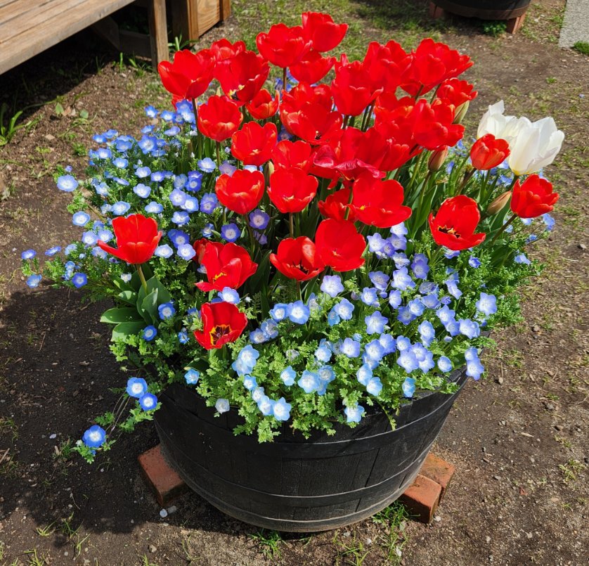 なみ🌹薔薇に夢中🌹 tweet media