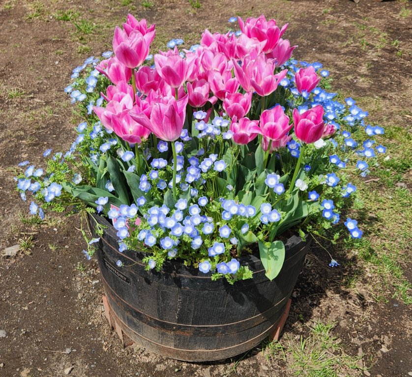 なみ🌹薔薇に夢中🌹 tweet media