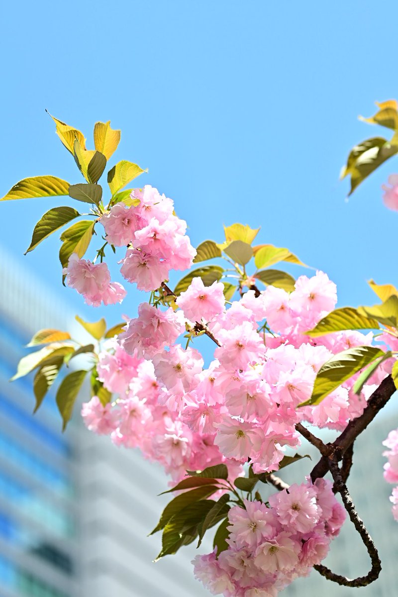zhenzhidaye50's tweet photo. 久屋大通で見つけた桜🌸 https://t.co/6zSpt69Z3A