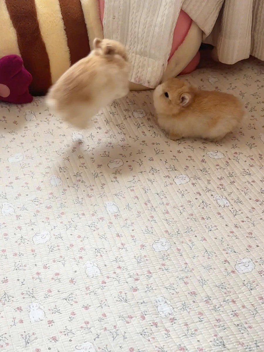 Why you should have a rabbit tweet media