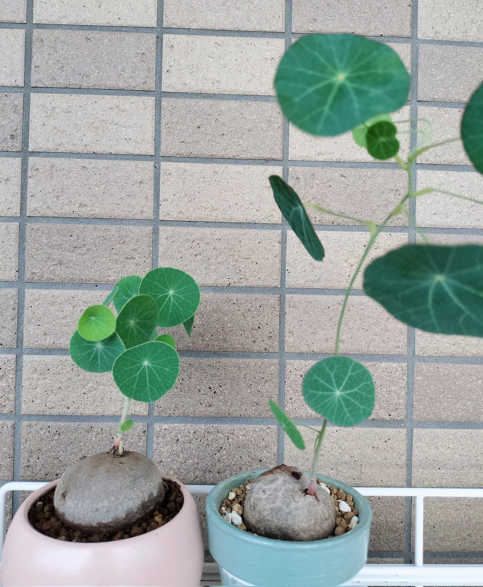 ありす tweet media