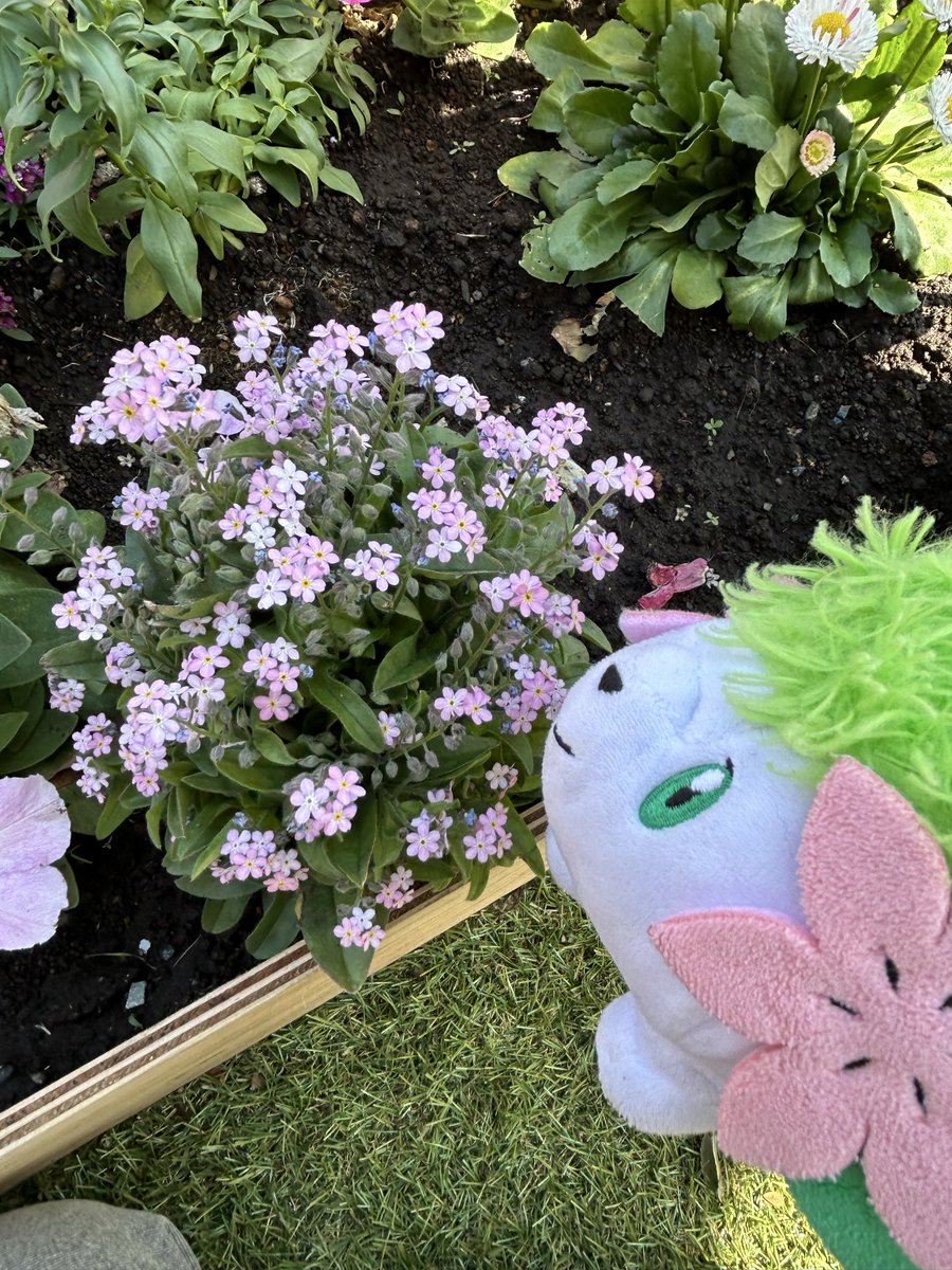 ぼたんもち tweet media