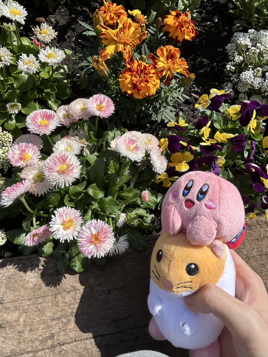 ぼたんもち tweet media