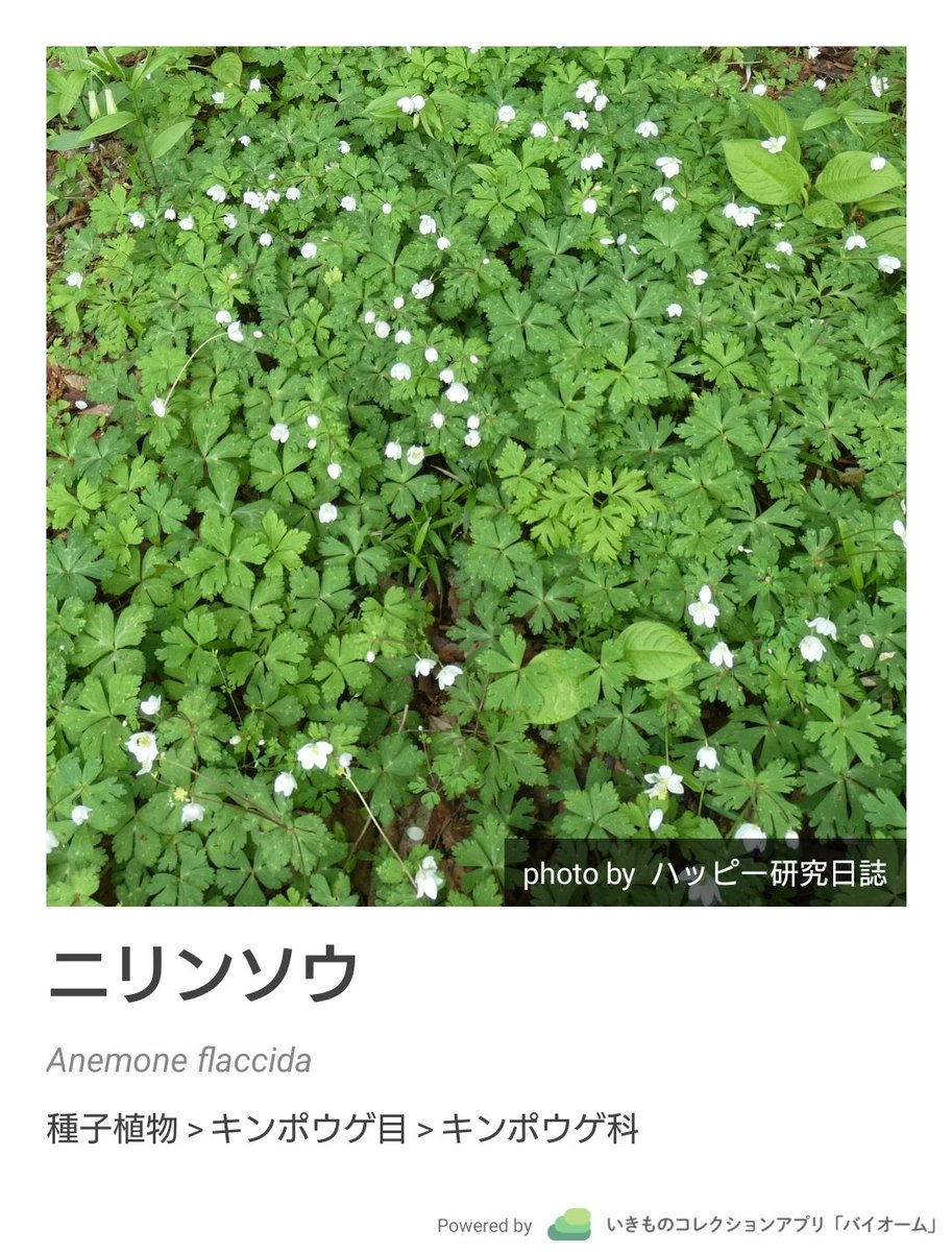 happy_nisshi's tweet photo. ニリンソウの群落

千葉県

https://t.co/AMxZ6vxmSB
#Biome https://t.co/eJm7n45Yej